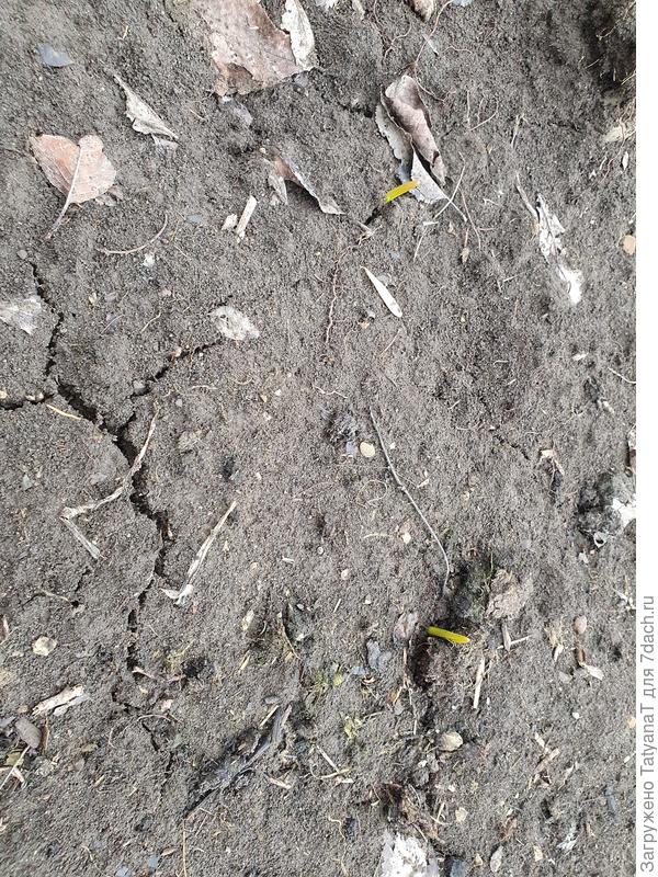 Чеснок показал носики