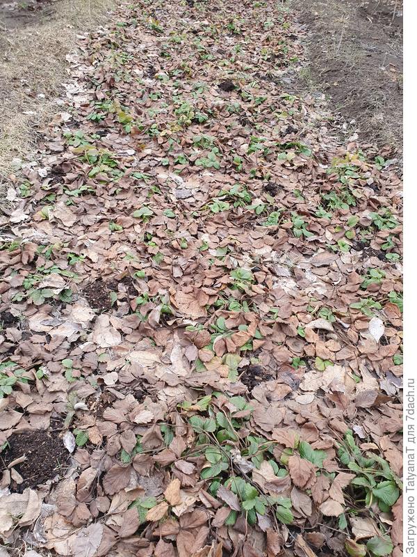 Клубнику надо чистить. Руки уже чешутся, но очень еще грязно. Даже на дорожках.