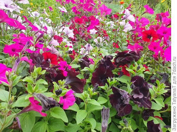 Еще петунии