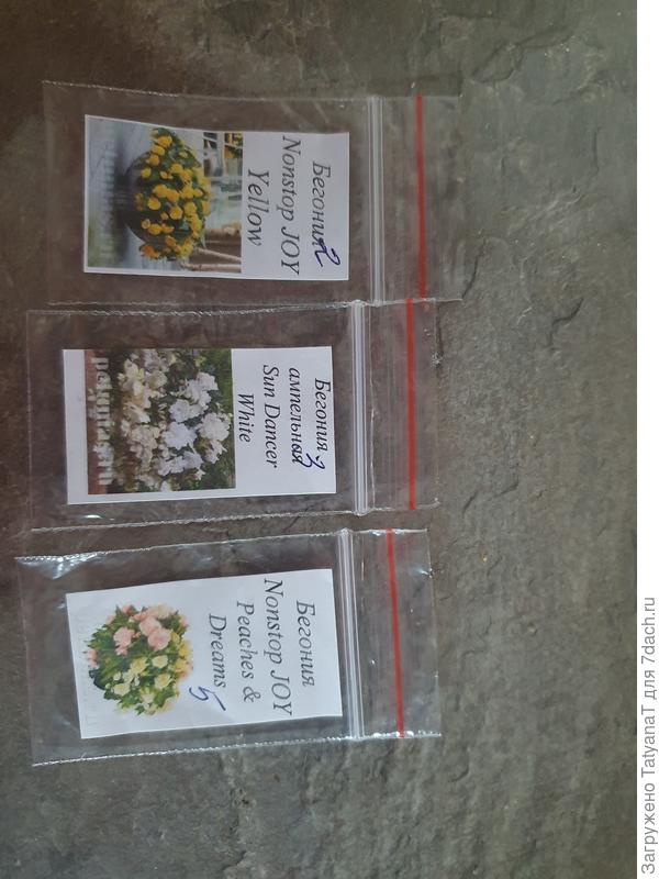 Семена бегонии