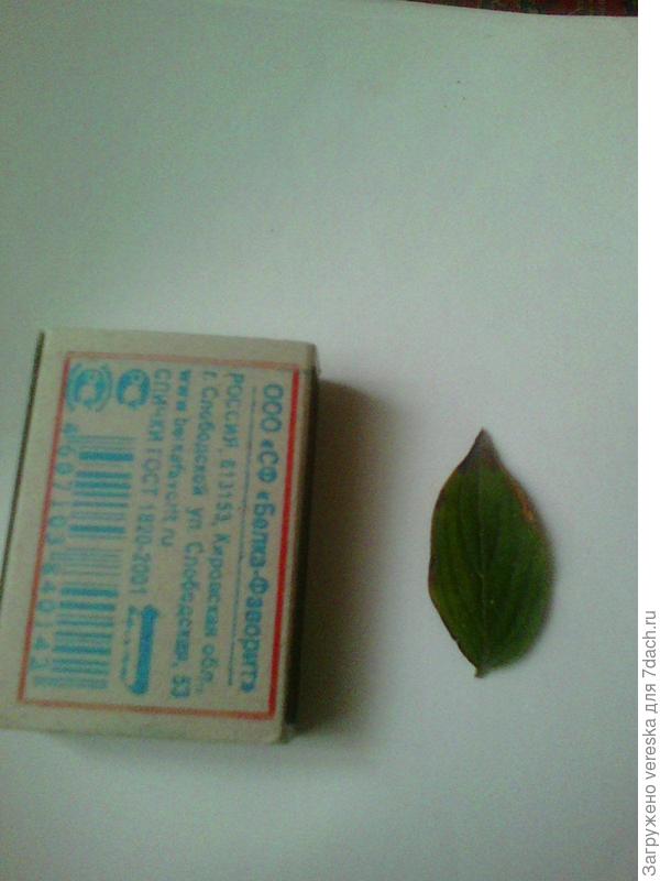 незнакомое растение