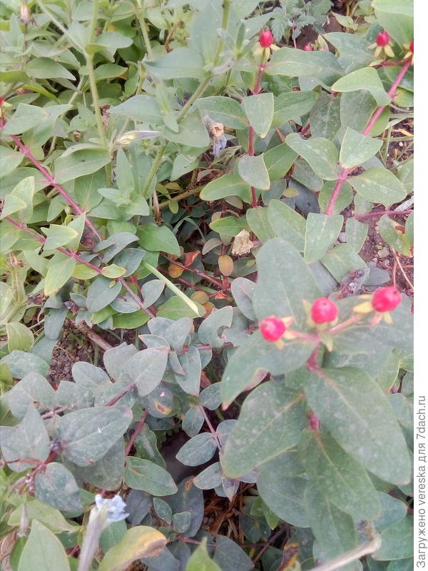 вот здесь ягодки видно лучше