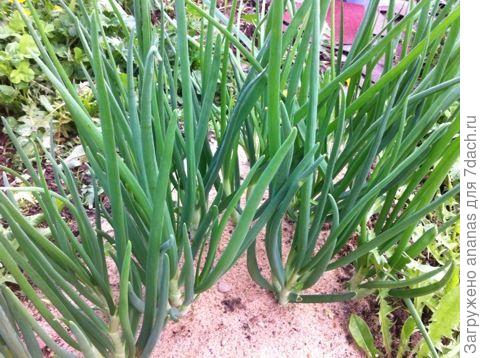 Вот такой лук на зелень уже вырос