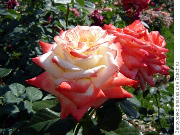 Розы для Софии