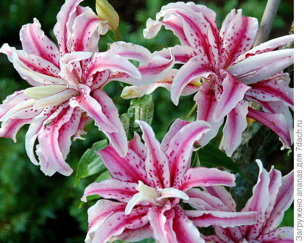 Лилии для Тани