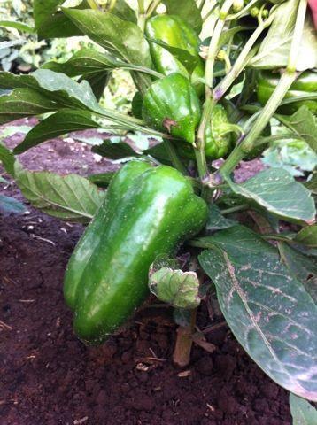 Зреет перец в ОГ