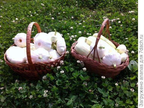 Урожай кабачков и патиссонов с 2-х кустов