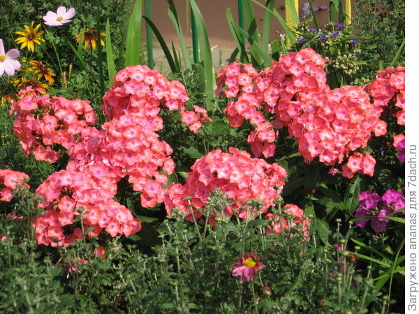 Мой любимый цвет)))