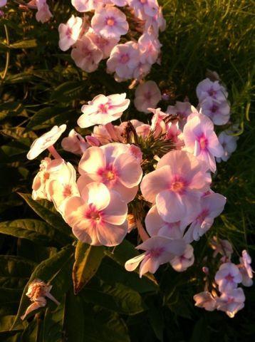 Нежно-розовые флоксы