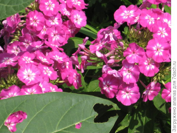 Еще флоксы))