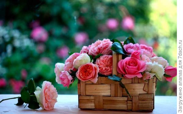 Татьяне Анатольевне