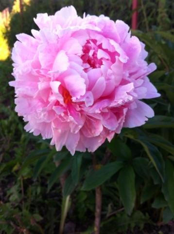 С Днем Рождения!