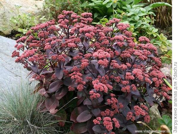 Фото из интернета