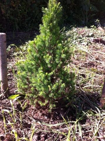 Елочка в июле