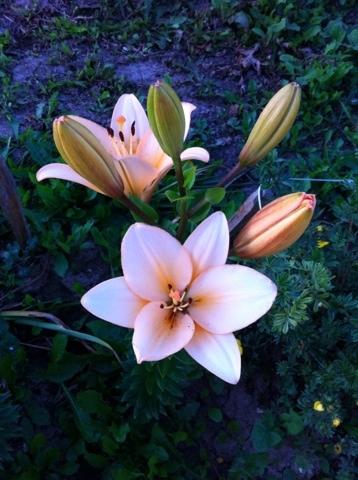 Спасибо!! Лилия для Наташеньки