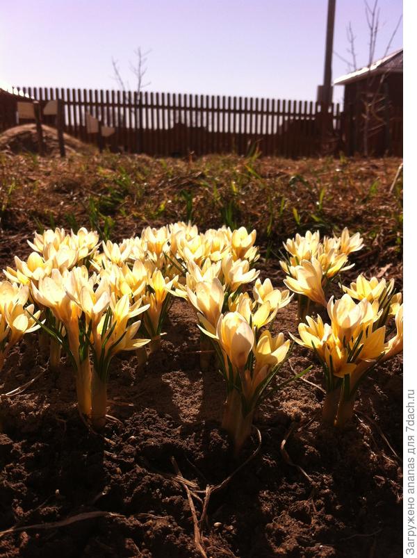 Крокусы и солнечной погоды для Оли