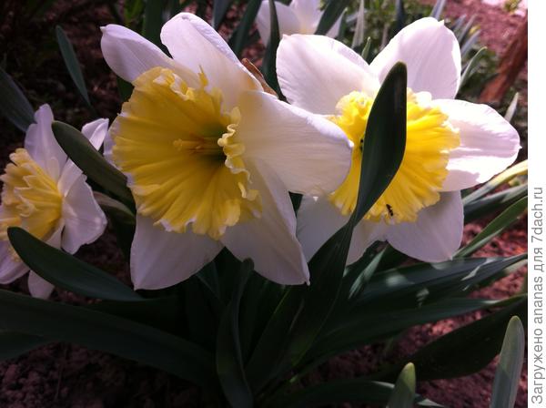 Весенние нарциссы в подарок