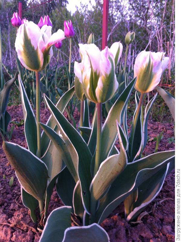 Тюльпаны в подарок