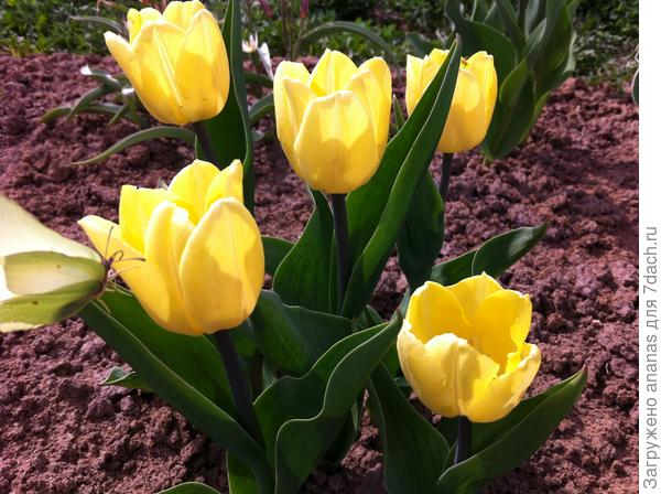 Тюльпан Солнечный принц