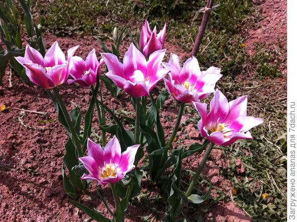 Тюльпаны на День Рождения