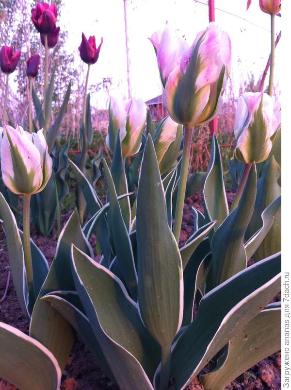 Тюльпаны для Людмилы