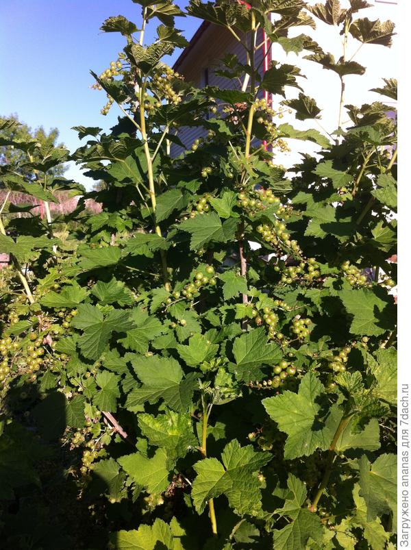 Верхняя часть куста этой же смородины. Куст не пострадал, выглядит здоровым!