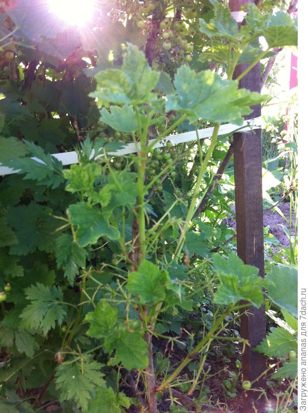 Новые листья на поврежденных, нижних ветках смородины