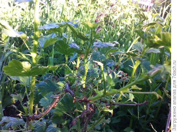 Так выглядят сейчас поврежденные ветки крыжовника