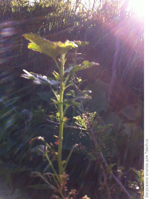 Новые побег на крыжовнике