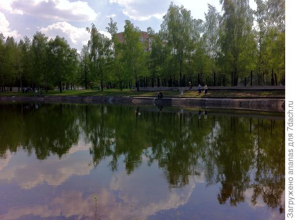 Березки разглядывают в пруду свой весенний наряд