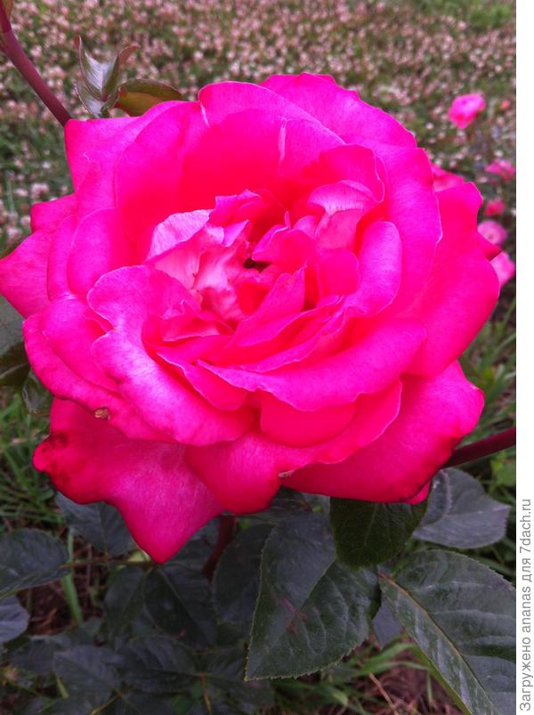 С Днем Рождения!