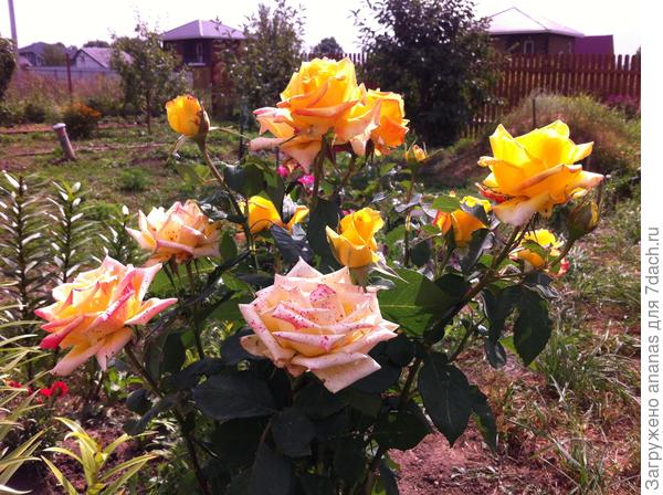 С Днем Учителя!