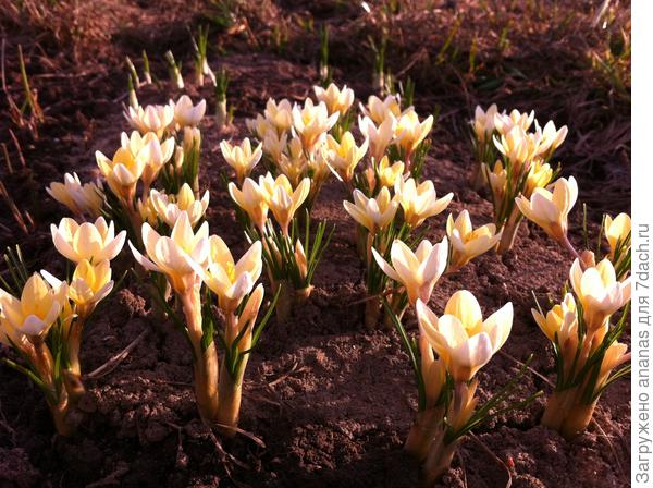 Крокусы Кремовые