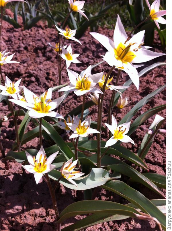 Ботанические тюльпаны Туркестаника