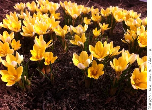 Крокусы 2019г