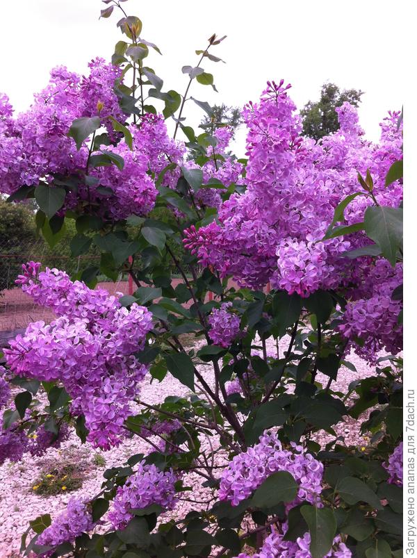 С Днем Рождения!