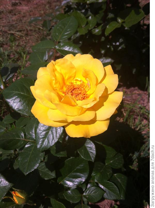 С Днем Рождения!