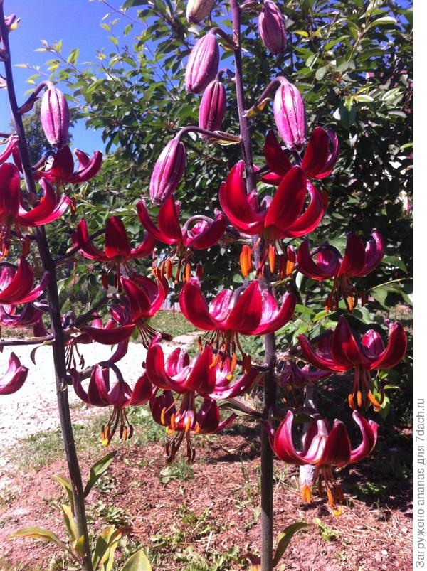 С Днем Рождения!