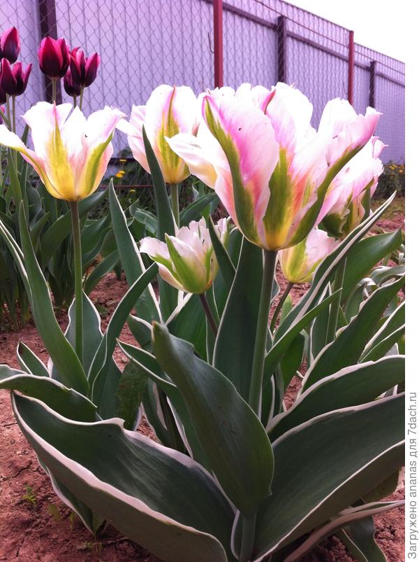 С Днем Рождения!