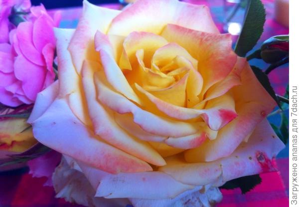 С Днем Рождения!