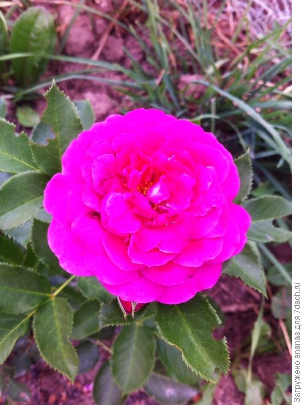 С Днем Рождения!