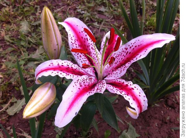 С Днем Рождения!