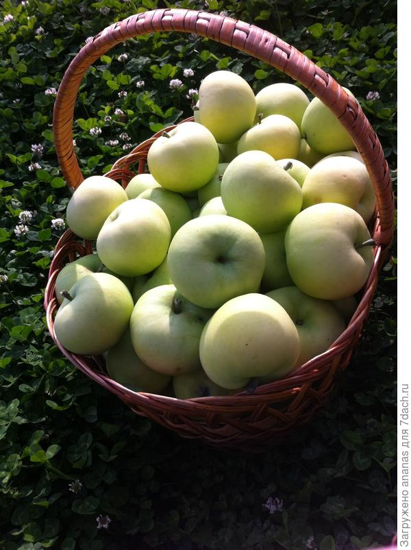 Урожай Папировки