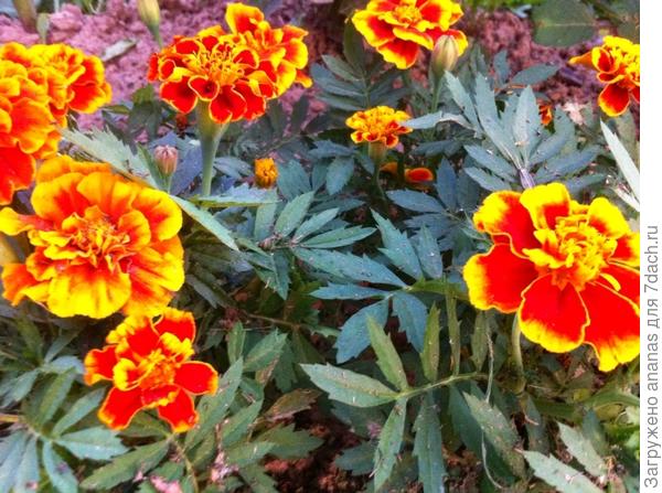 Низкорослые бархатцы