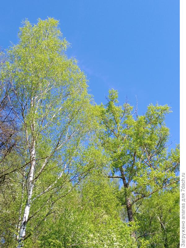 Голубое, голубое...