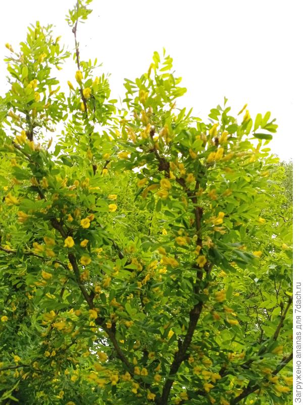 Акация и небо