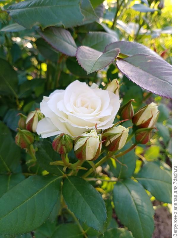 Незнакомка