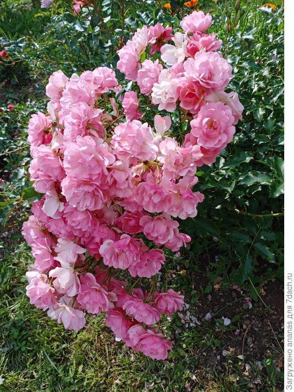 Первая волна цветения заканчивается