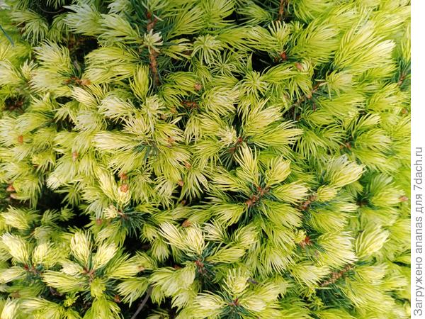 Новые побеги