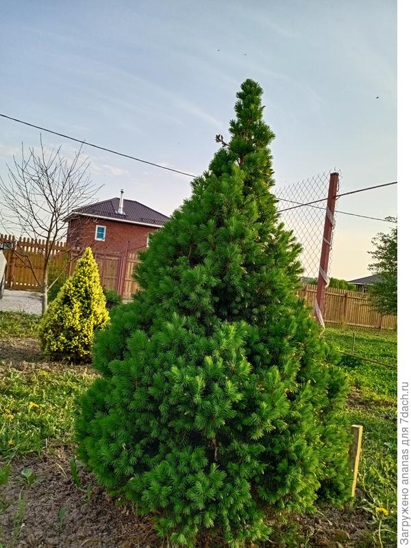 Подросли за эти годы